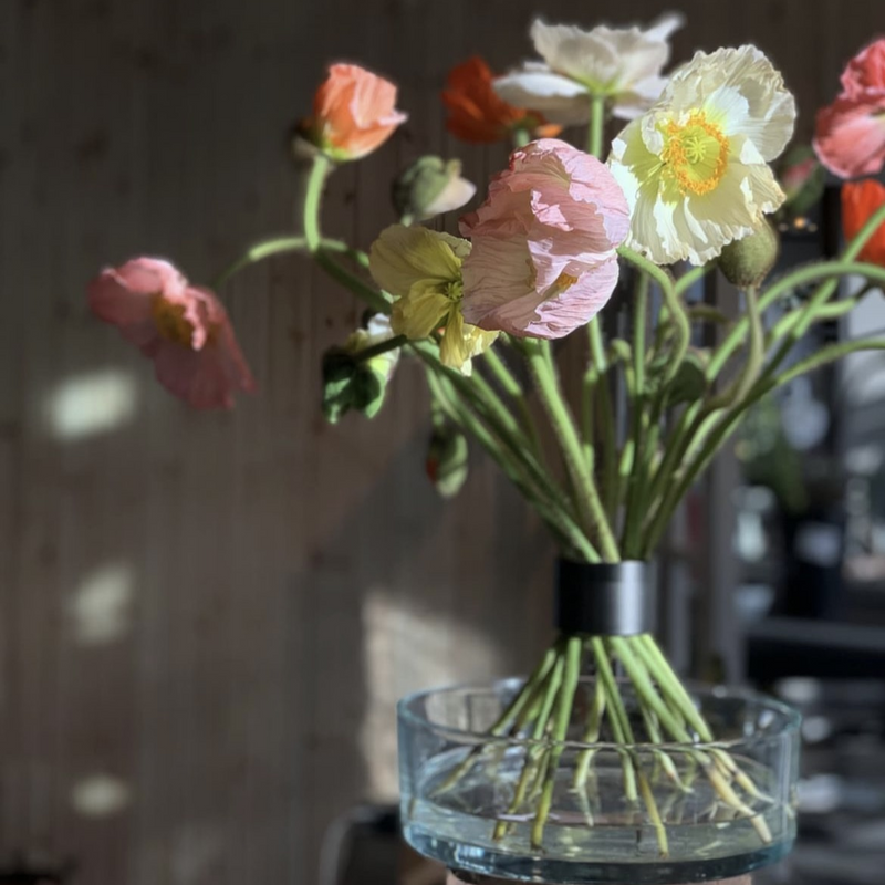 Op Ikebana geïnspireerd arrangement van delicate klaprozen en narcissen, ondersteund door een pikzwarte Spiral Stem houder, die zachte schaduwen werpt in het zonlicht.